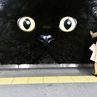 Illustration for article titled Tokyo's Giant Cat Billboard Is Big Enough to Pet
